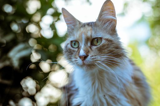 A closeup of a tabby cat under the sunlight with greenery on the blurry background