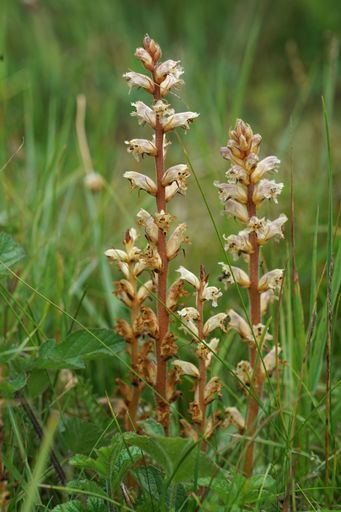 Close up of  a fresh emerged hellroot, common, lesser , small  or clover broomrape, Orobanche minor, popping out in a grassland