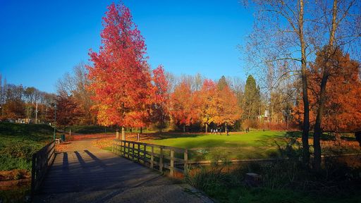 A beautiful view of the tall trees with orange leaves in a park captured during autumn