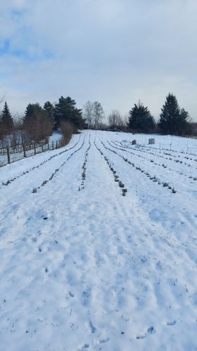 A vertical shot of a farm field covered in the snow under a cloudy sky at daytime