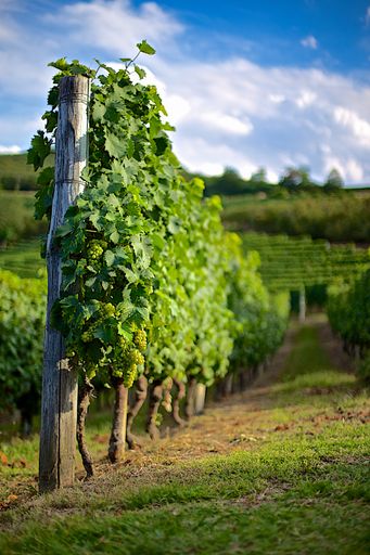 A selective shot of a vineyard in barolo langhe piedmont italy with a blurred cloudy blue sky in the background at daytime