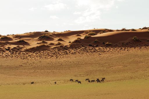 After good rain Oryx grazing during the morning, beautiful landscape in the Namib Naukluft Park in Namibia.