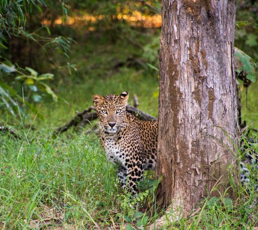 An African leopard standing near a tree in a jungle