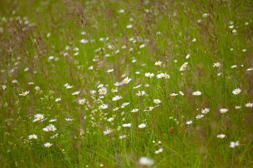 A grassy field with daisy flowers