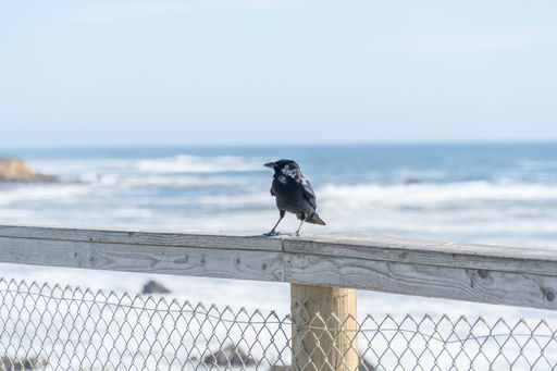 A closeup shot of a crow perched on a wooden fence with a sea background