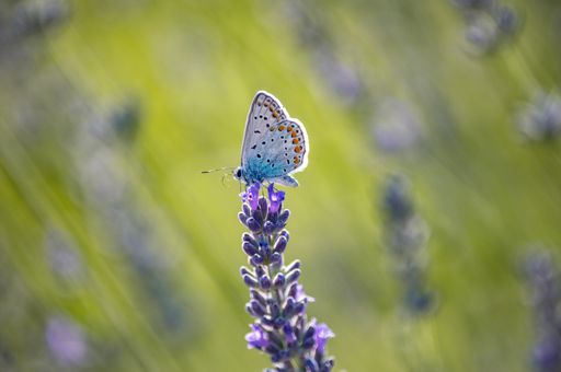 A closeup shot of a beautiful butterfly perched on a blooming lavender flower in a field