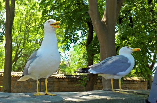 Two black-backed gulls standing on the top of a wall in an urban environment. Many gulls are found inland, where they live by scavenging.