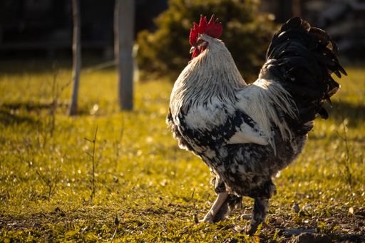A beautiful rooster standing on the grass in blurred nature green background