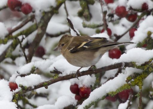 A selective focus shot of a finch perched on a snowy tree branch