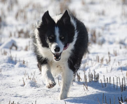 A black Border Collie running on a snowy field