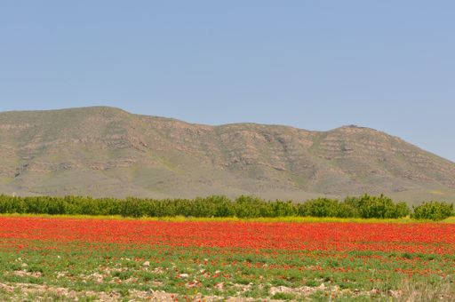 A beautiful flower meadow landscape in the Ararat region of Armenia