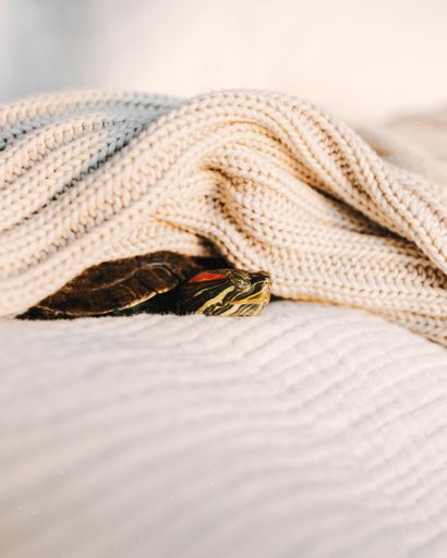 A shallow focus of a water turtle sleeping under knitted fabric