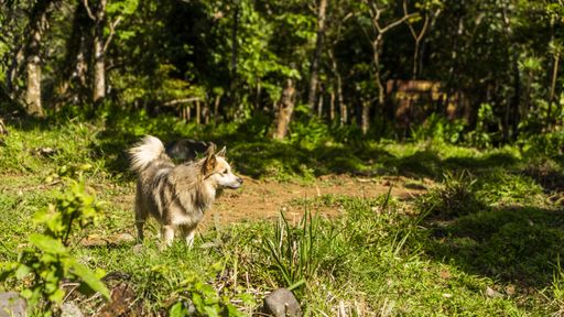 A cute fluffy Icelandic sheepdog walking in a park
