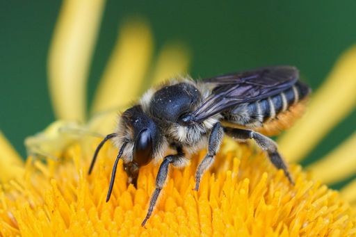 Close up of a female leafcutter bee, Megachile, on a yellow flower in the garden