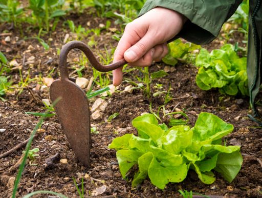 A person planting vegetables in the soil during daytime