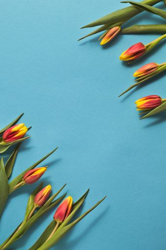 beautiful colorful red and yellow tulips on a blue background with copy space, concept of easter and spring, vertical shot