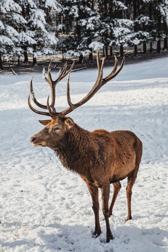 A beautiful view of noble deer male in the winter snow forest