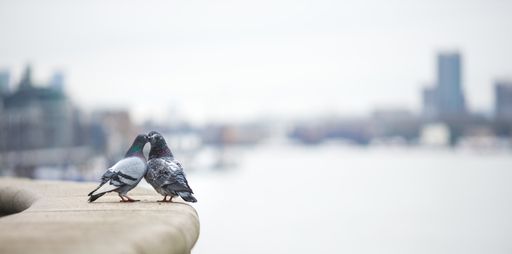 A selective focus shot of two pigeons kissing