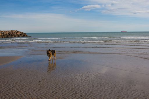 A German Shepherd at Mediterranean beach