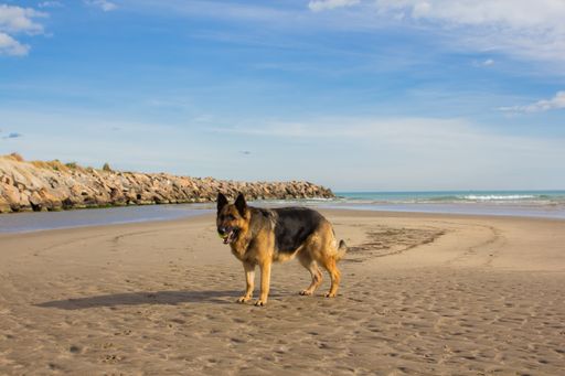 A German Shepherd playing with a tennis ball at Mediterranean beach
