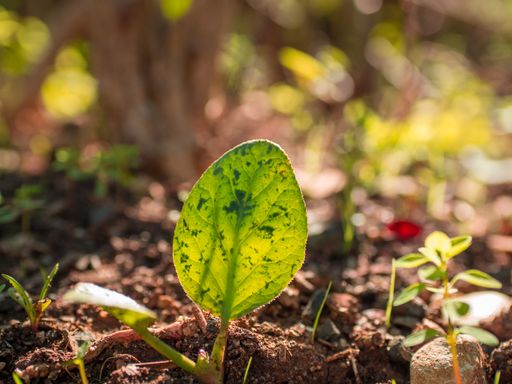 A closeup shot of a green plant leaf in the soil with a blurred background