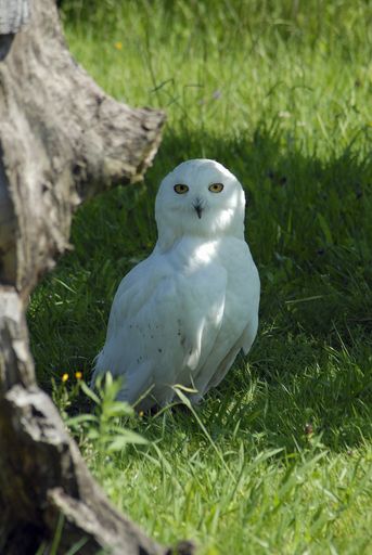The snowy owl (Bubo scandiacus) is a species of strigiform bird in the Strigidae family.