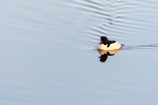 A closeup of a merganser duck swimming on the calm water during daylight