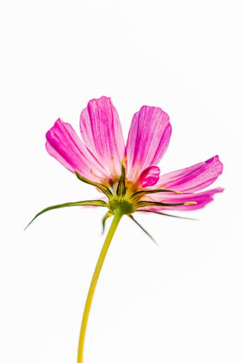 A closeup of a pink African daisy under the lights against a white background
