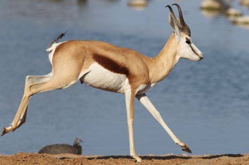A closeup shot of a running gazelle with a wide river in the background