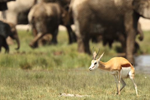 A selective focus closeup shot of a young gemsbok standing on grassy plain with a herd of elephants in the background