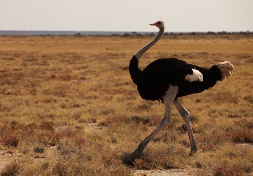 a closeup shot of an ostrich running on the grassy savanna plain in Namibia