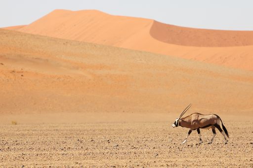 a panoramic shot of a gemsbok walking through the desert with sand dunes in the background