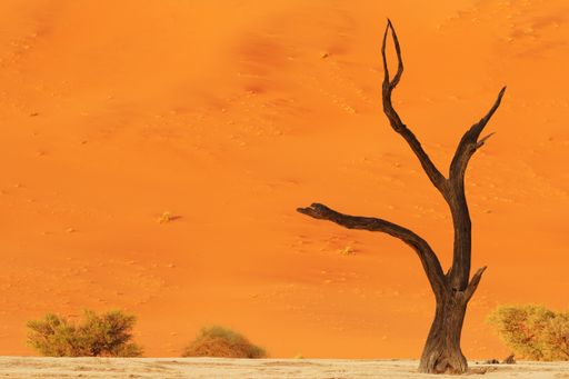 A beautiful shot of a bare tree in the desert with a big sand dune in the background
