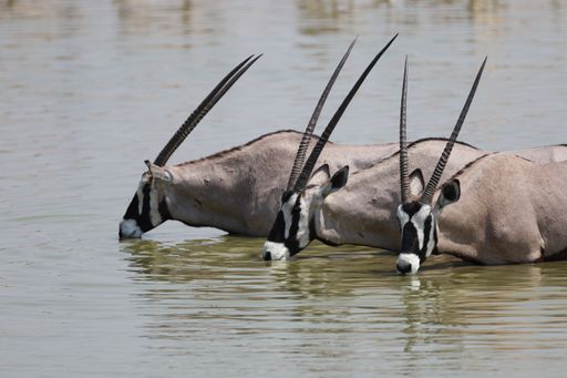A closeup shot of three gemsboks drinking in a waterhole