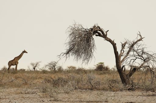 A panoramic shot of a giraffe standing on grassy plains with a dead tree in the foreground