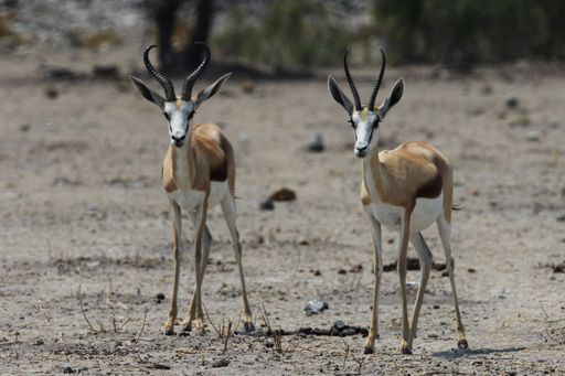 a closeup shot of two young gazelles standing on savanna plains