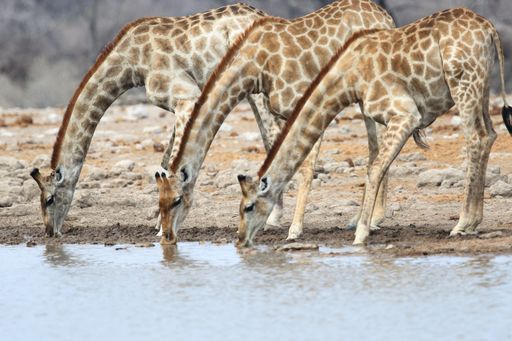 a closeup shot of three giraffes drinking all together in a waterhole