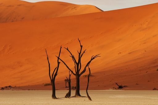 A beautiful shot of bare desert trees with a giant orange dune in the background