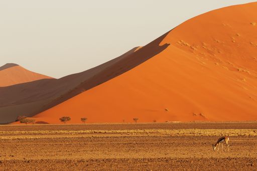 A panoramic landscape shot of a giant sand dune with an antelope foraging for food in the foreground