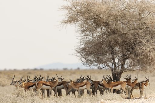 A panoramic shot of a gazelle herd resting under a dried tree in a savanna landscape