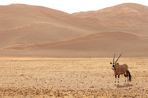 A panoramic shot of a gemsbok standing on a bare plain with hills in the background