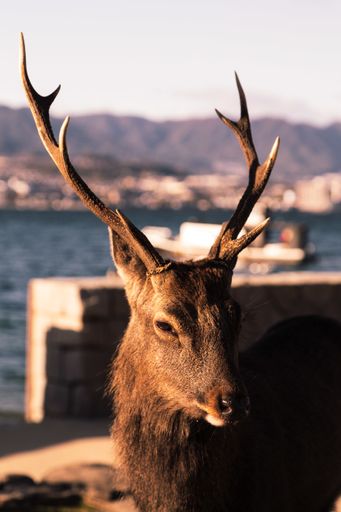 A selective focus shot of a brown elk with blurred water surface on the background