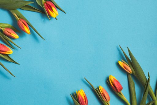 beautiful colorful red and yellow tulips on a blue background with copy space, concept of easter and spring, horizontal shot