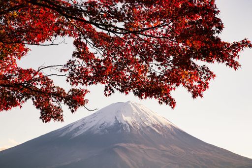 A maple tree with red leaves under the sunlight with a mountain covered in the snow on the background