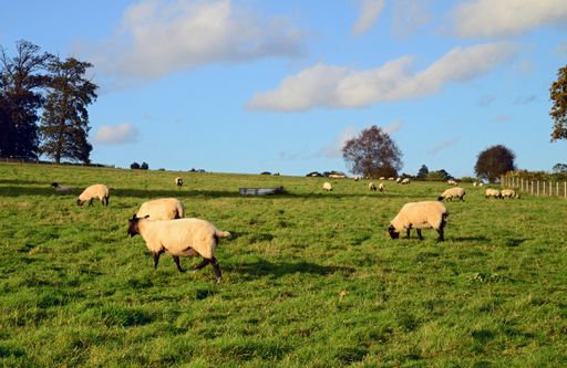 Sheep in golden late-afternoon sun, grazing in a field, on a farm, with trees on the horizon.
