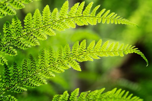 A shallow focus shot of a fresh plant with green leaves