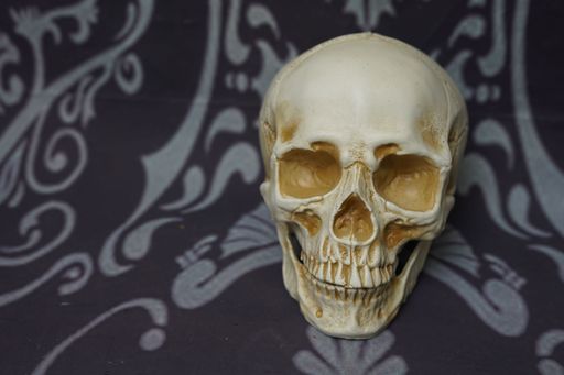 a white human skull with black and grey background Halloween death warning danger symbol