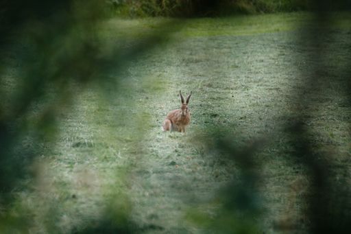 A landscape shot of a brown rabbit with a blurred background