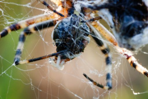 A closeup shot of a spider on a spider web with a blurred background