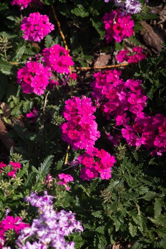 A vertical shot of beautiful alyssum